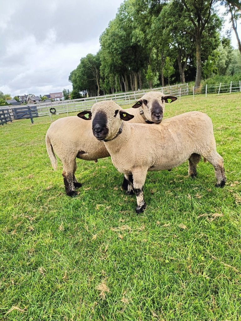 Hampshire down rammen, Mannelijk, Schaap, 0 tot 2 jaar