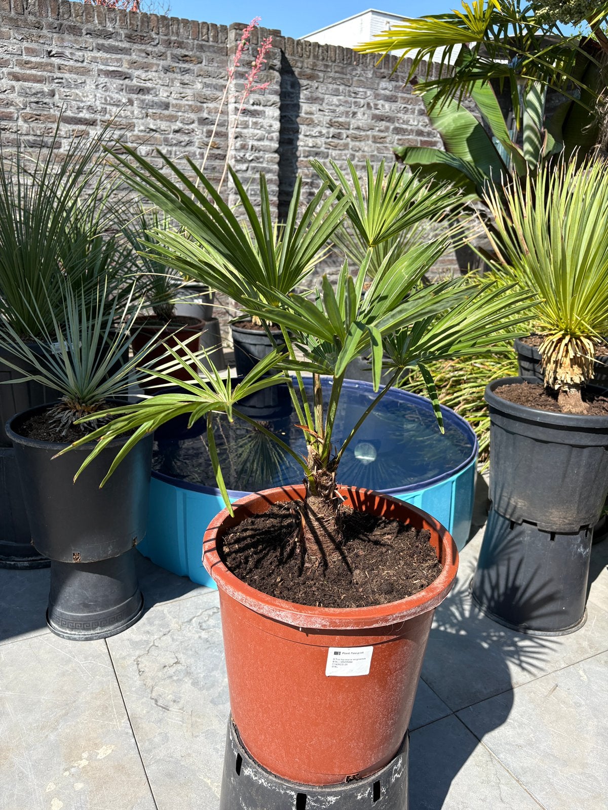Super schattige trachycarpus wagnerianus palmboom in pot!!, Tuin en Terras, Minder dan 100 cm, Zomer, Palmboom, Ophalen