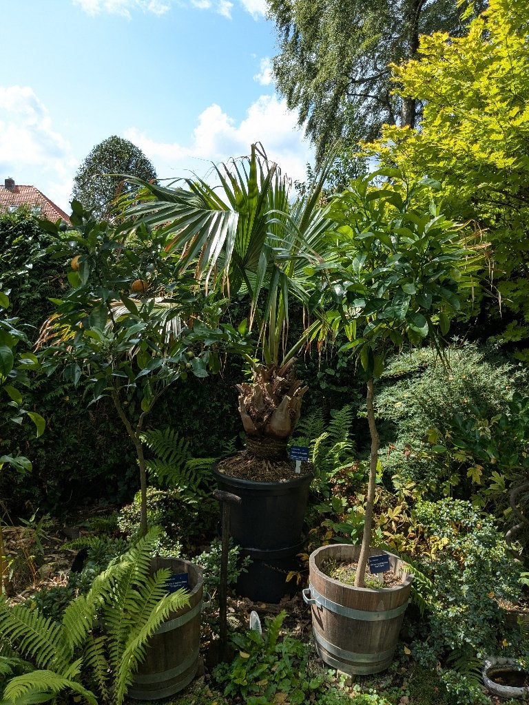 palmboom, 100 tot 250 cm, Zomer, Palmboom, Ophalen