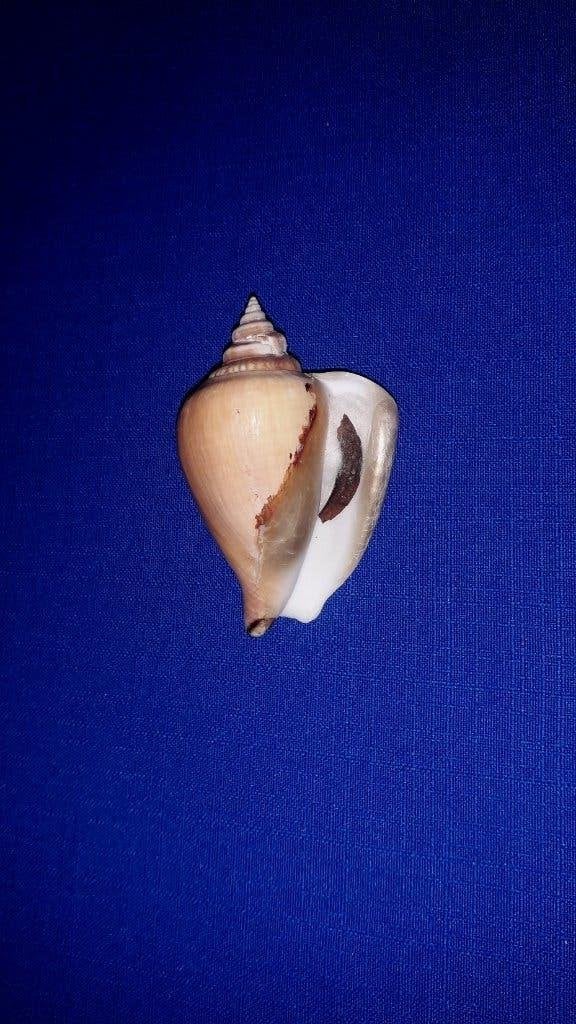 Schelpen, Laevistrombus turturella, Ophalen of Verzenden, Schelp(en)