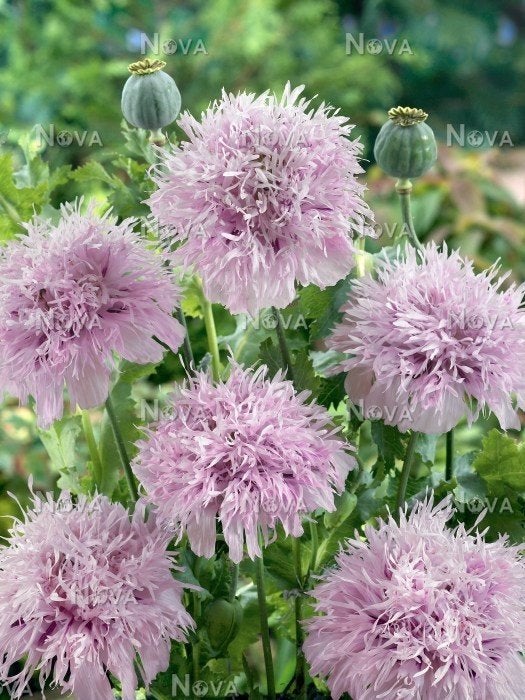 Zaden Papaver lila pompon, Ophalen of Verzenden, Volle zon