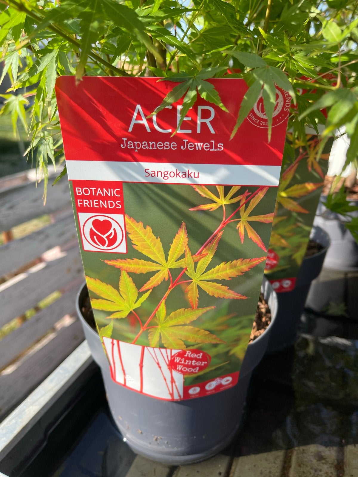 Acer Sangokaku - Japanse Jewels, Vaste plant, Bloeit niet, Halfschaduw, Ophalen