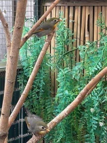 Koppel Japanse nachtegalen, Meerdere dieren, Wildzangvogel, Geringd