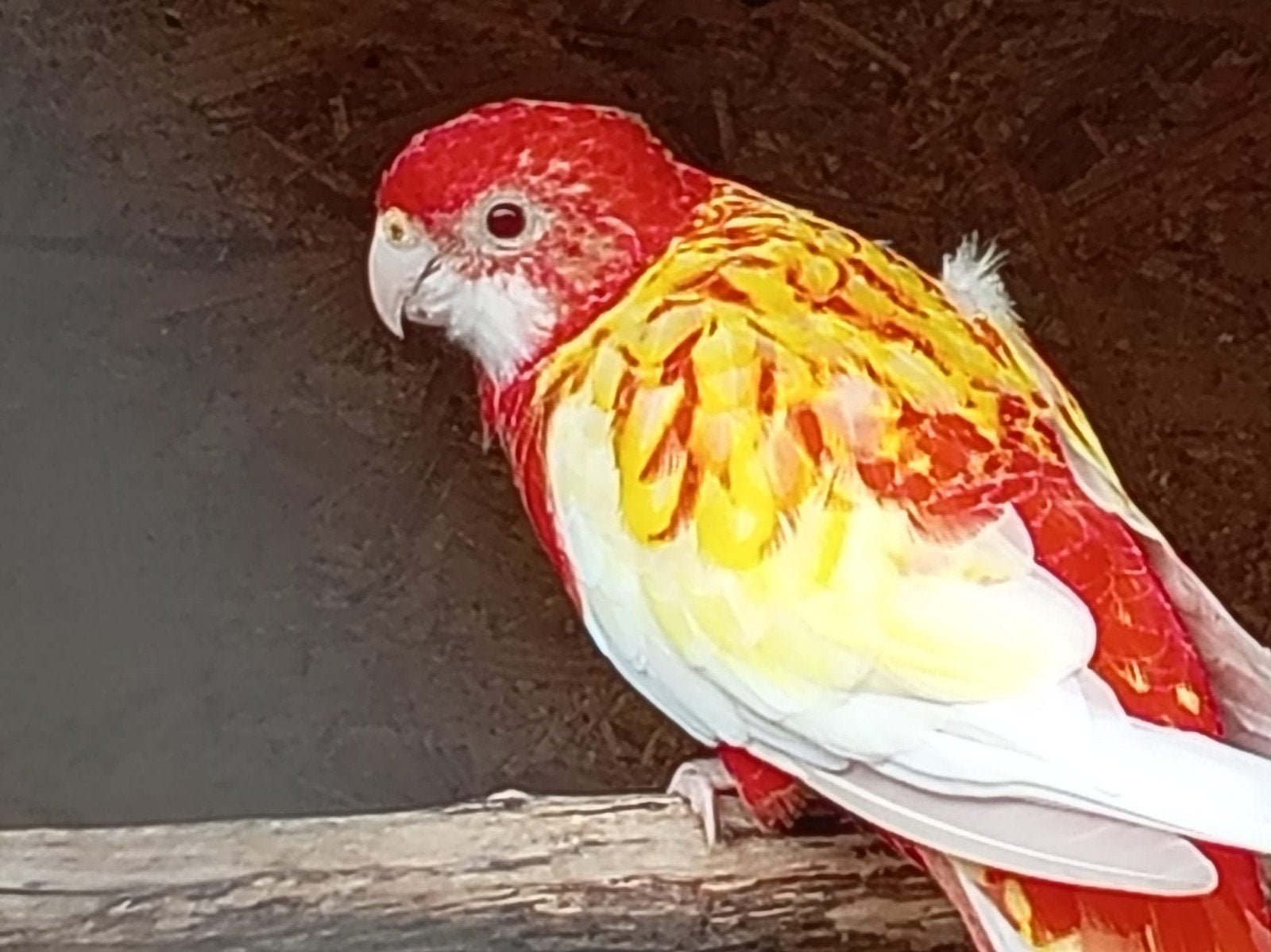 mooi koppel lutino x rubino, Dieren en Toebehoren, Meerdere dieren, Parkiet