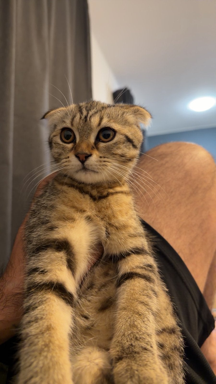 Eindhoven, Poes, Kortharig, 0 tot 2 jaar