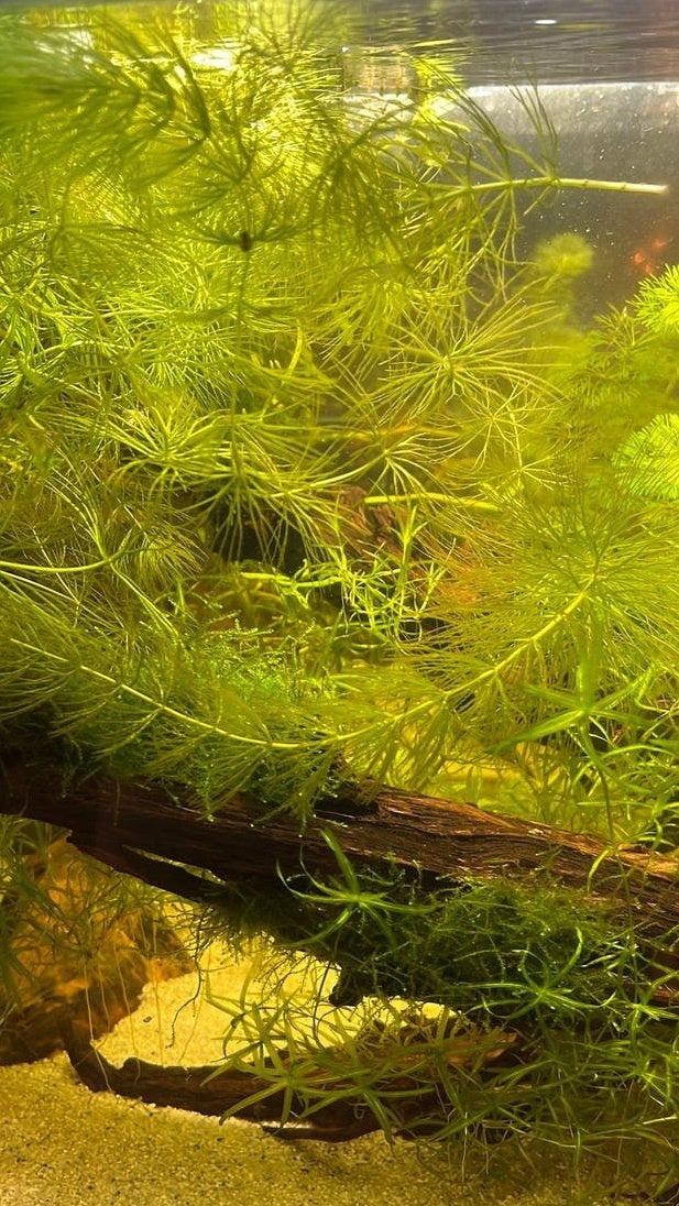 Aquariumplant Hoornblad uit gezonde bak, Dieren en Toebehoren, Ophalen of Verzenden, Nieuw, Plant(en), Steen of Hout