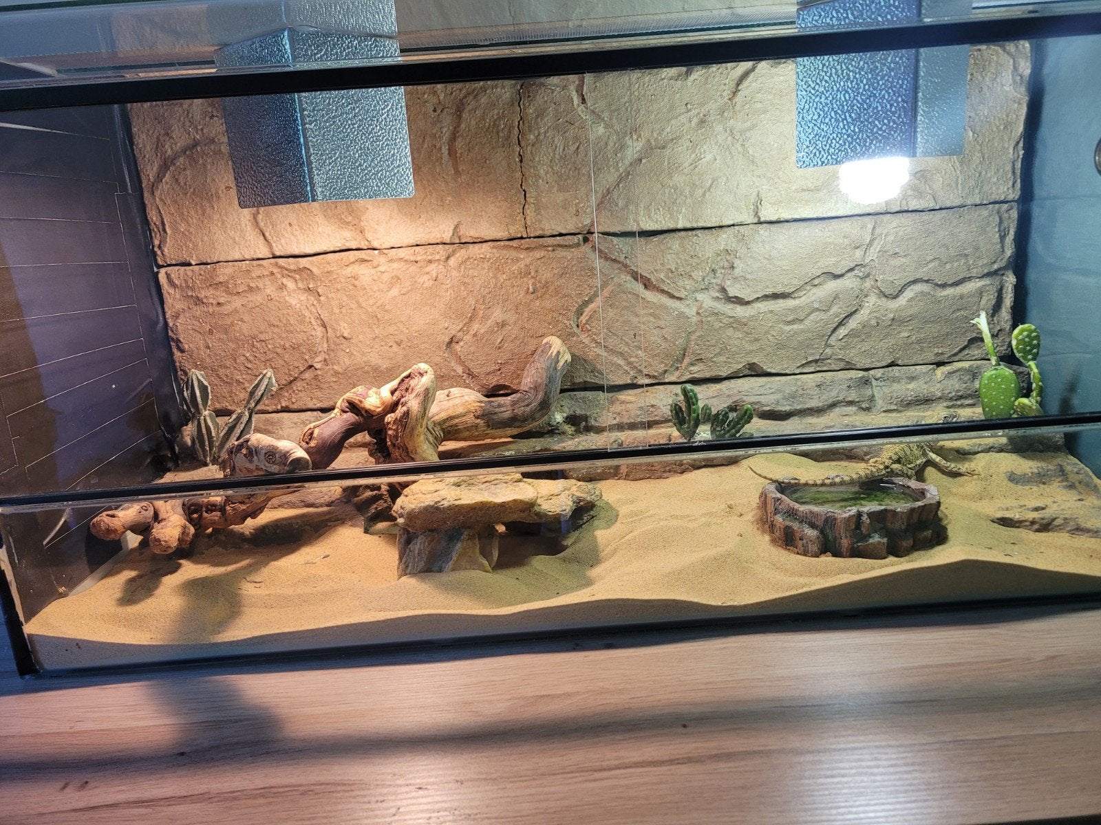 Lieve dwerg baardagaam Drogho (7 jaar) met terrarium en toeb, Dieren en Toebehoren, Hagedis, Met terrarium