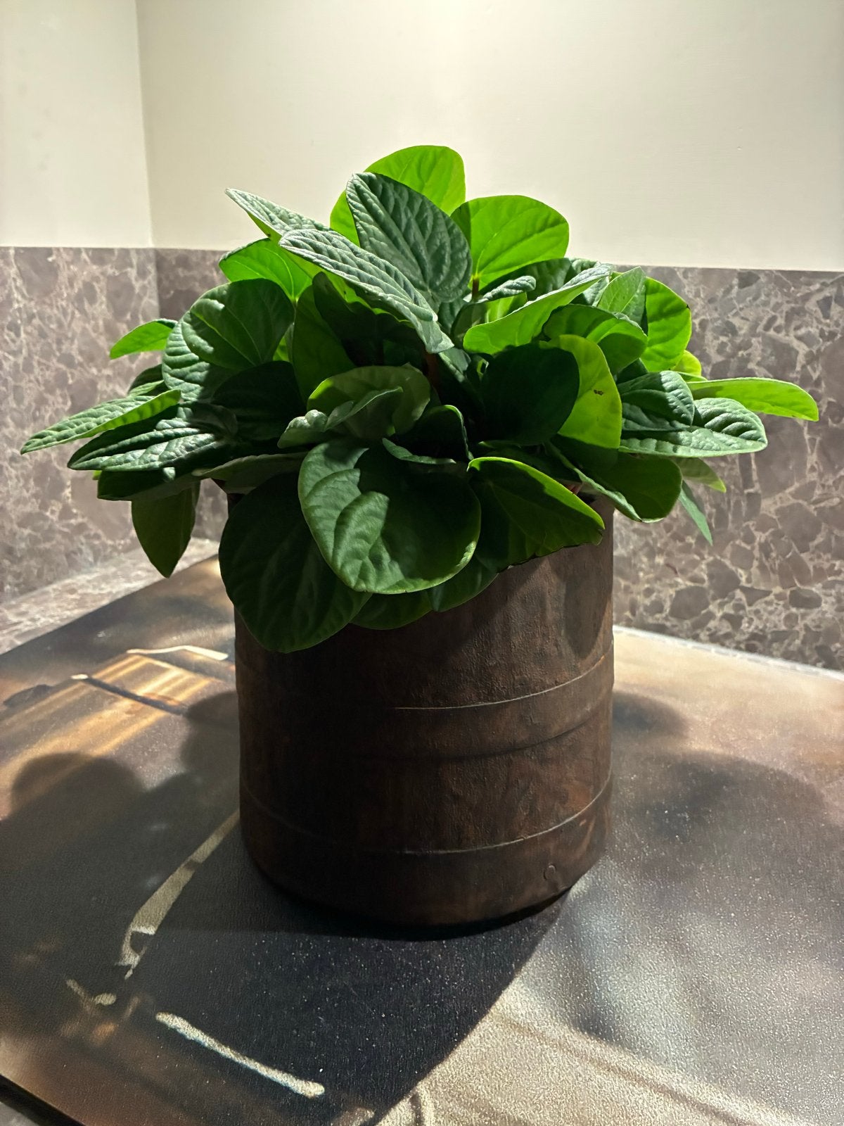 Mooie  rustieke metalen pot, Overige soorten, In pot, Minder dan 100 cm, Groene kamerplant