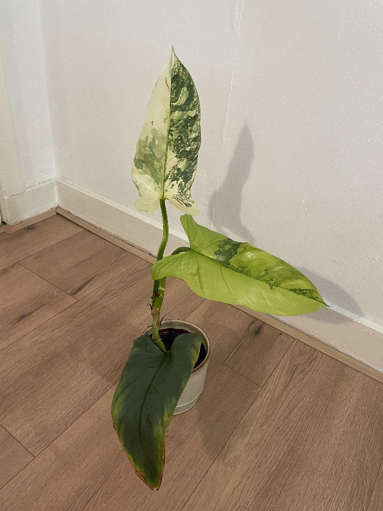 Philodendron Hastatum variegata, Huis en Inrichting, Kamerplanten, Ophalen, Halfschaduw, Minder dan 100 cm