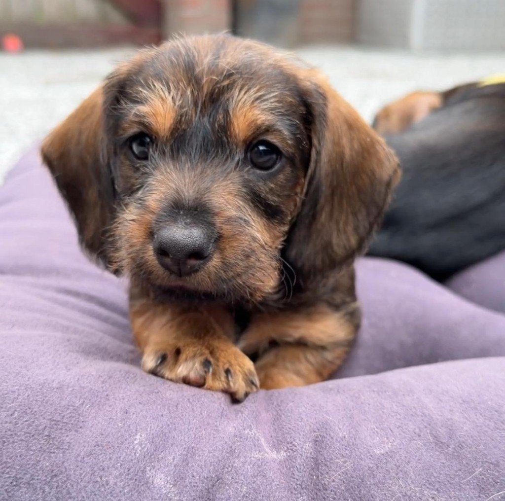 Prachtige Ruwharige Dwergteckel pups, Dieren en Toebehoren, Honden | Teckels en Dashonden, Meerdere dieren, Ruwhaar, Dwerg, Particulier