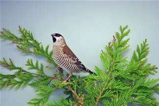 Te koop jonge Ceresamadines uit de buitenvoliere, Dieren en Toebehoren, Meerdere dieren, Tropenvogel, Geringd
