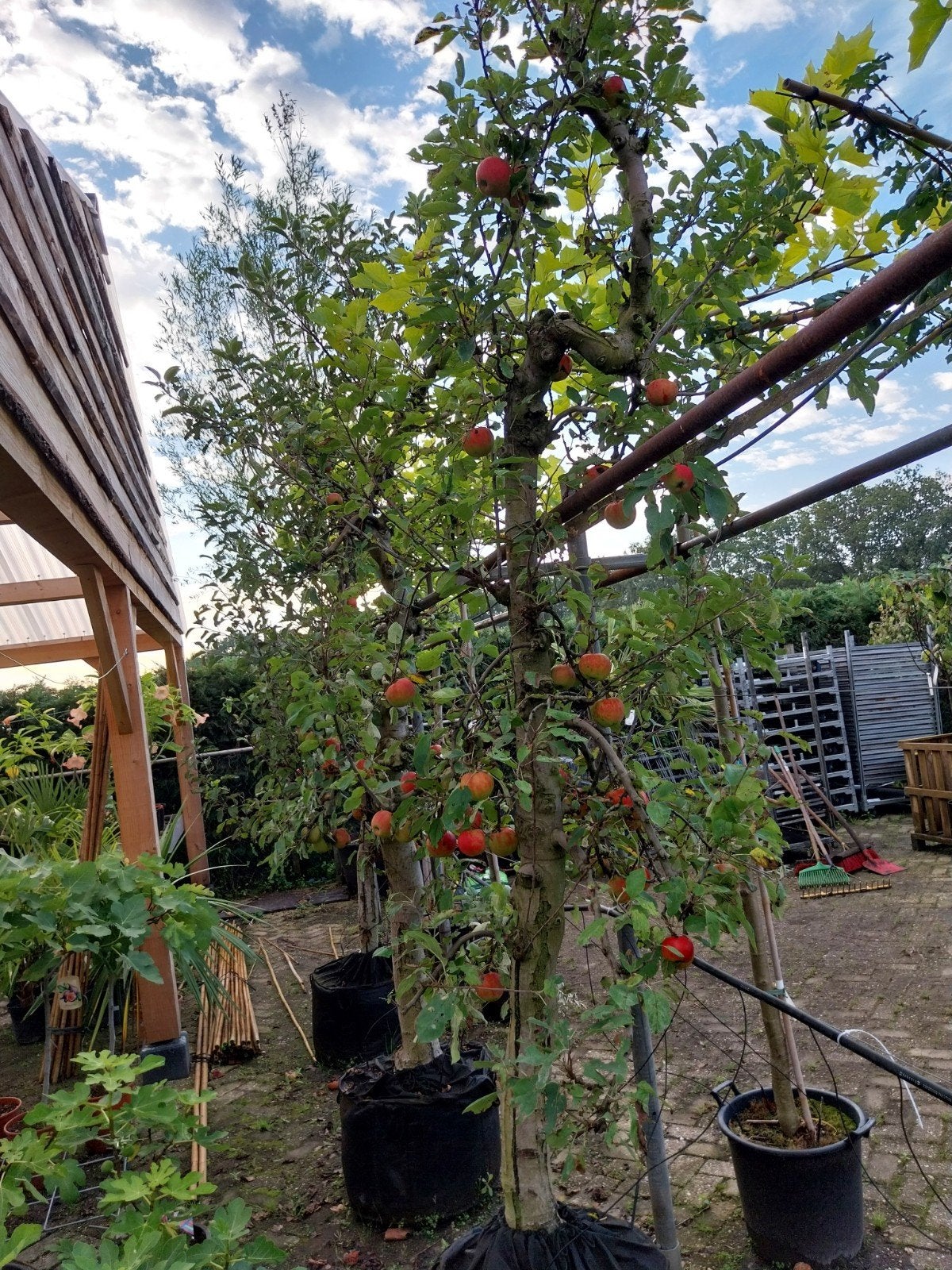 Oude Elstar appelbomen - Direct fruit aan huis!, Ophalen, Volle zon, Vaste plant, Fruitplanten