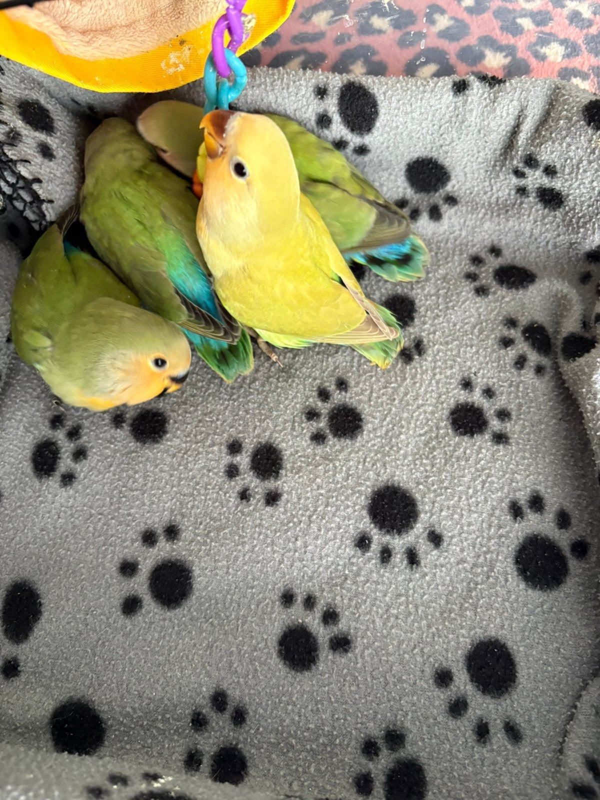 Handtam agapornis, Dieren en Toebehoren, Geslacht onbekend, Dwergpapegaai of Agapornis, Tam