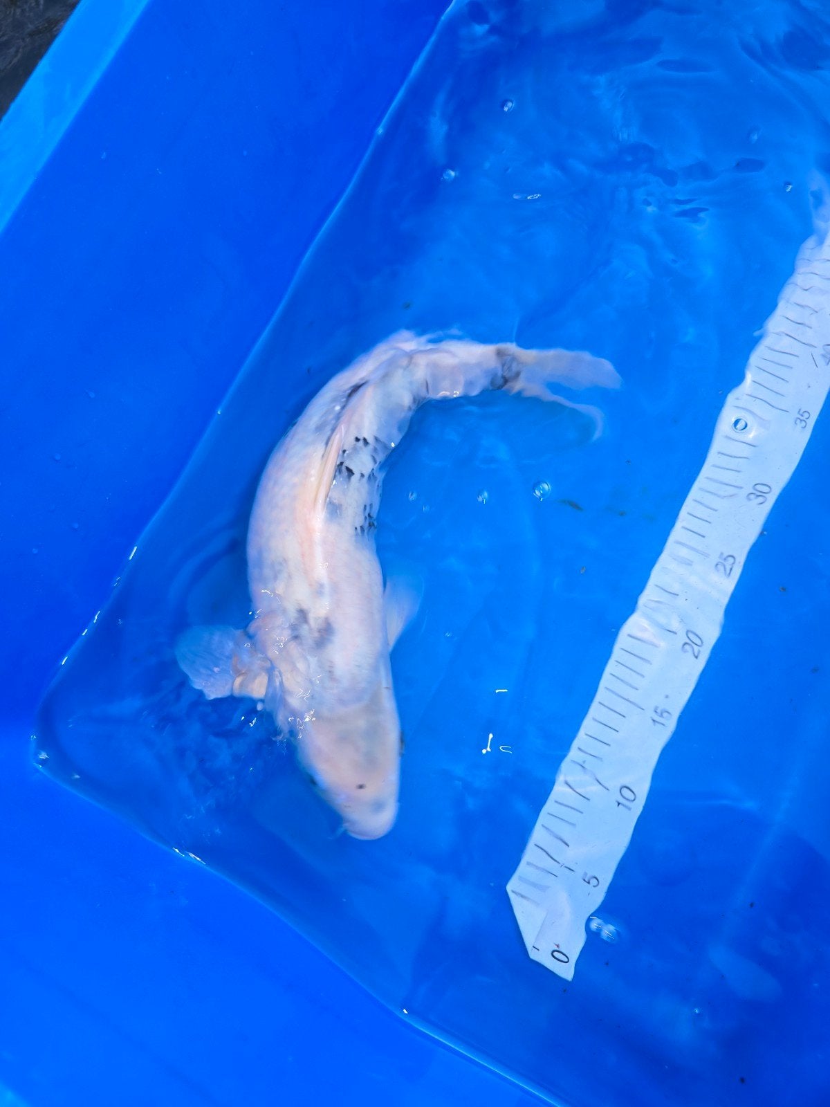 Shiro utsuri 45-50cm Okawa, Karper of Koi
