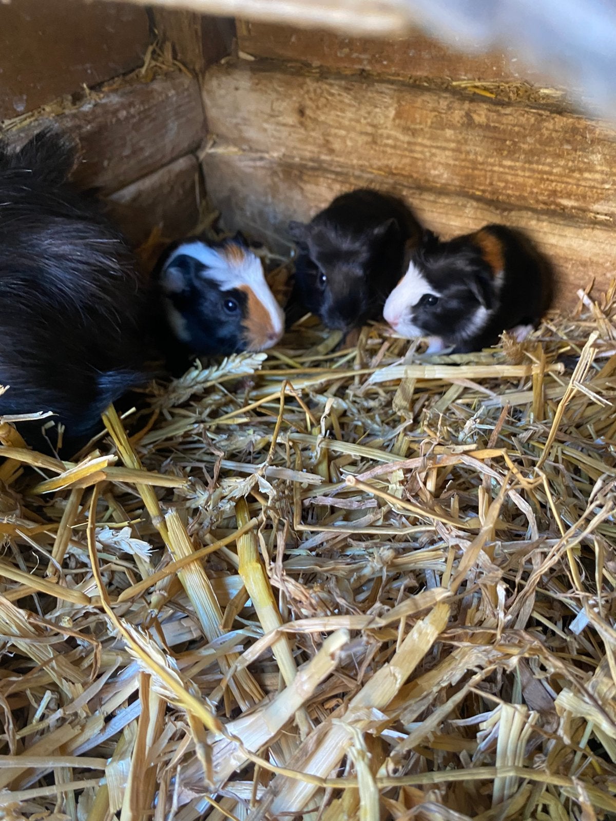 Te koop lieve mooie cavia’s, Dieren en Toebehoren, Cavia, April, Meerdere dieren, Tam
