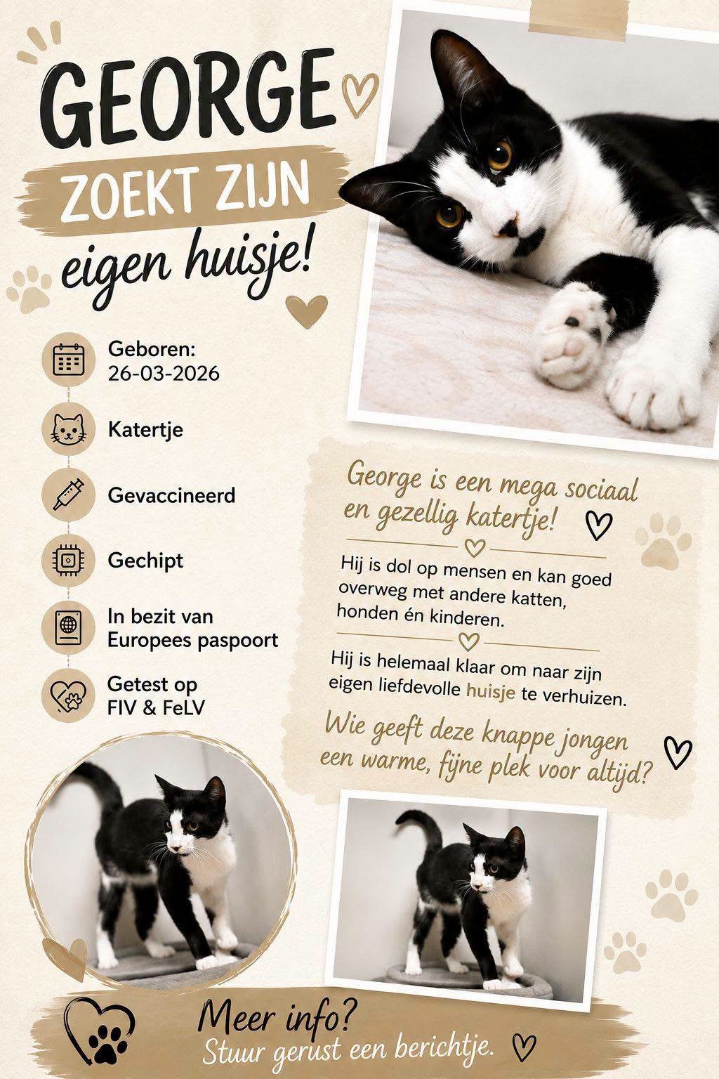 Europees korthaar kittens 4 maanden, Meerdere dieren, Kortharig, 0 tot 2 jaar