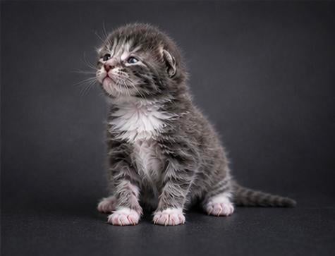 Prachtige Maine Coon kittens, Dieren en Toebehoren, Meerdere dieren, Ontwormd