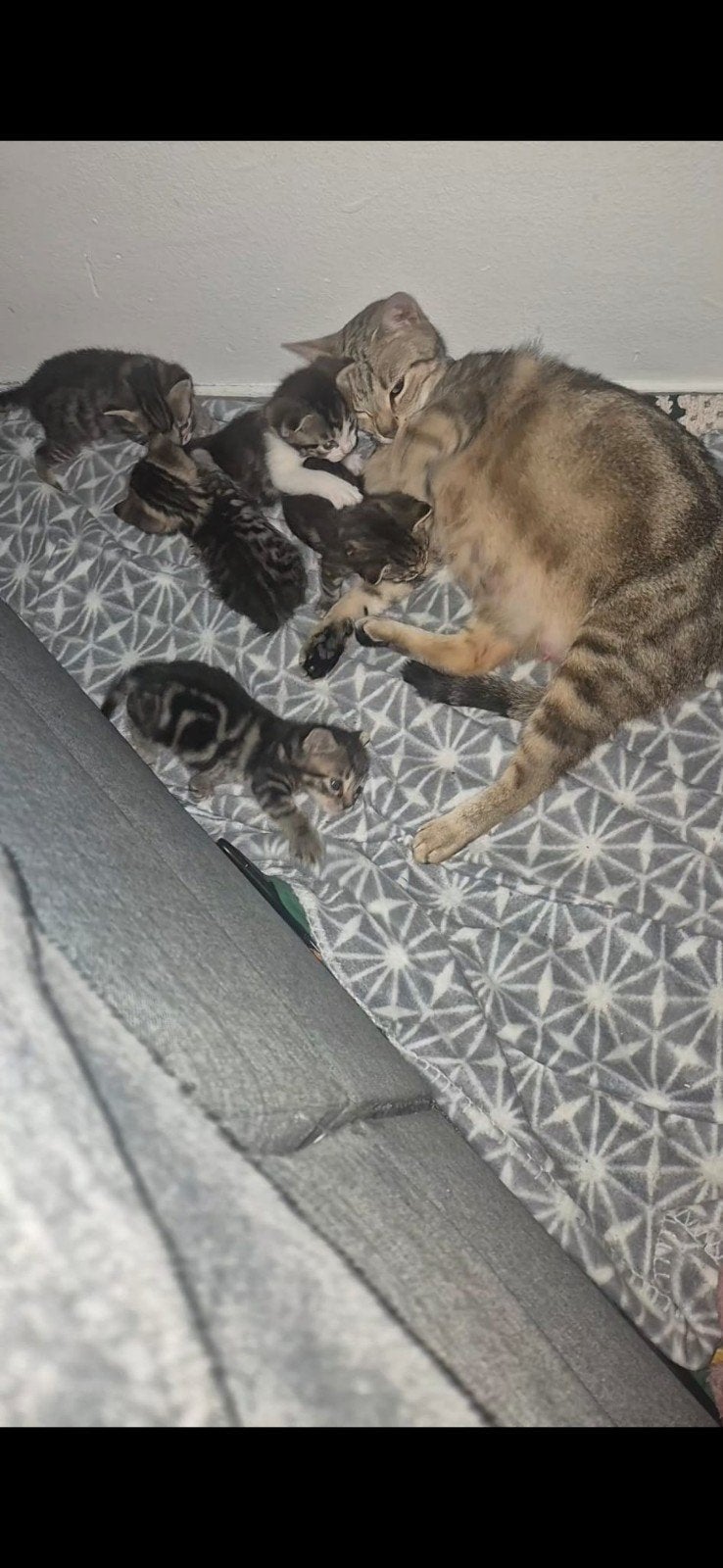 Mooie lieve kittens!, Meerdere dieren, Ontwormd