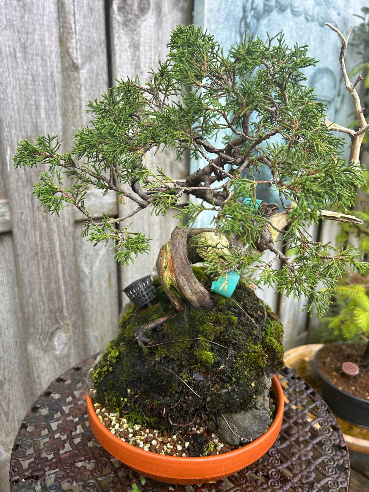 Juniperus itoigawa bonsai - Unieke Vormgeving, Volle zon, Vaste plant, Bloeit niet, Ophalen