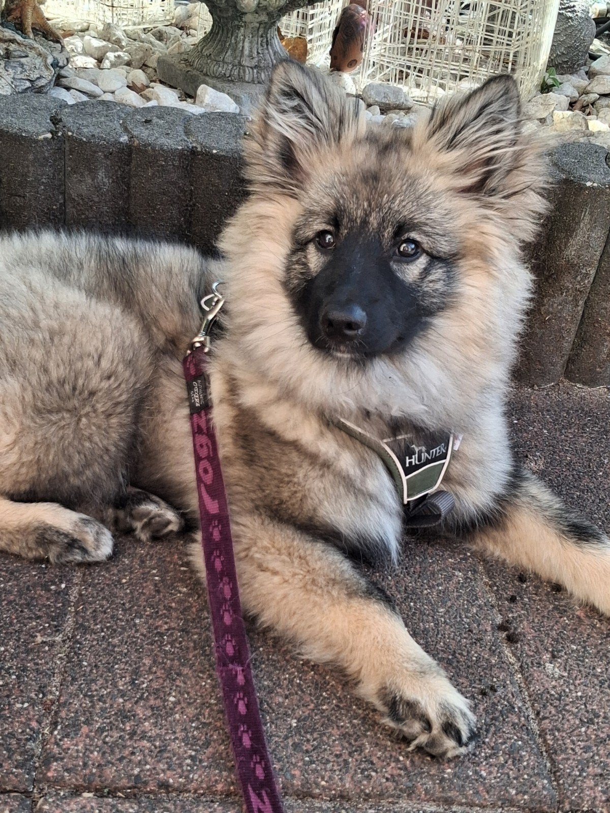 Prachtige wolfsgrauwe keeshond., Dieren en Toebehoren, Keeshond, 15 weken tot 1 jaar, Teef, Parvo