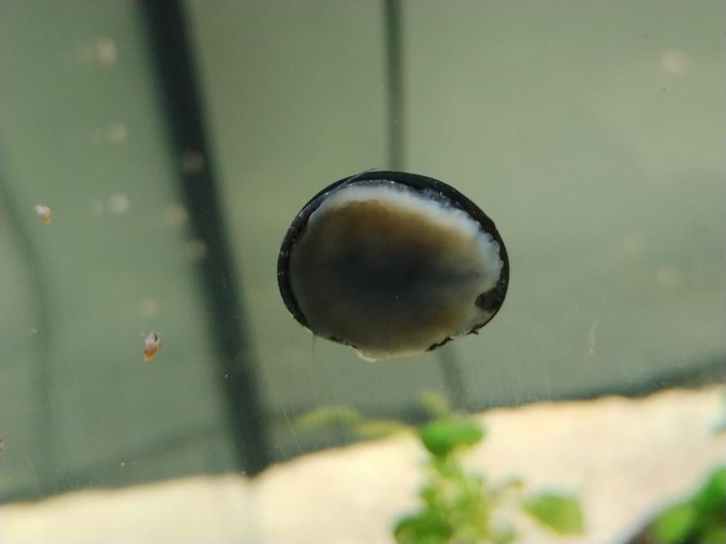 Aquarium slak #1 survivor, Slak of Weekdier, Zoetwatervis
