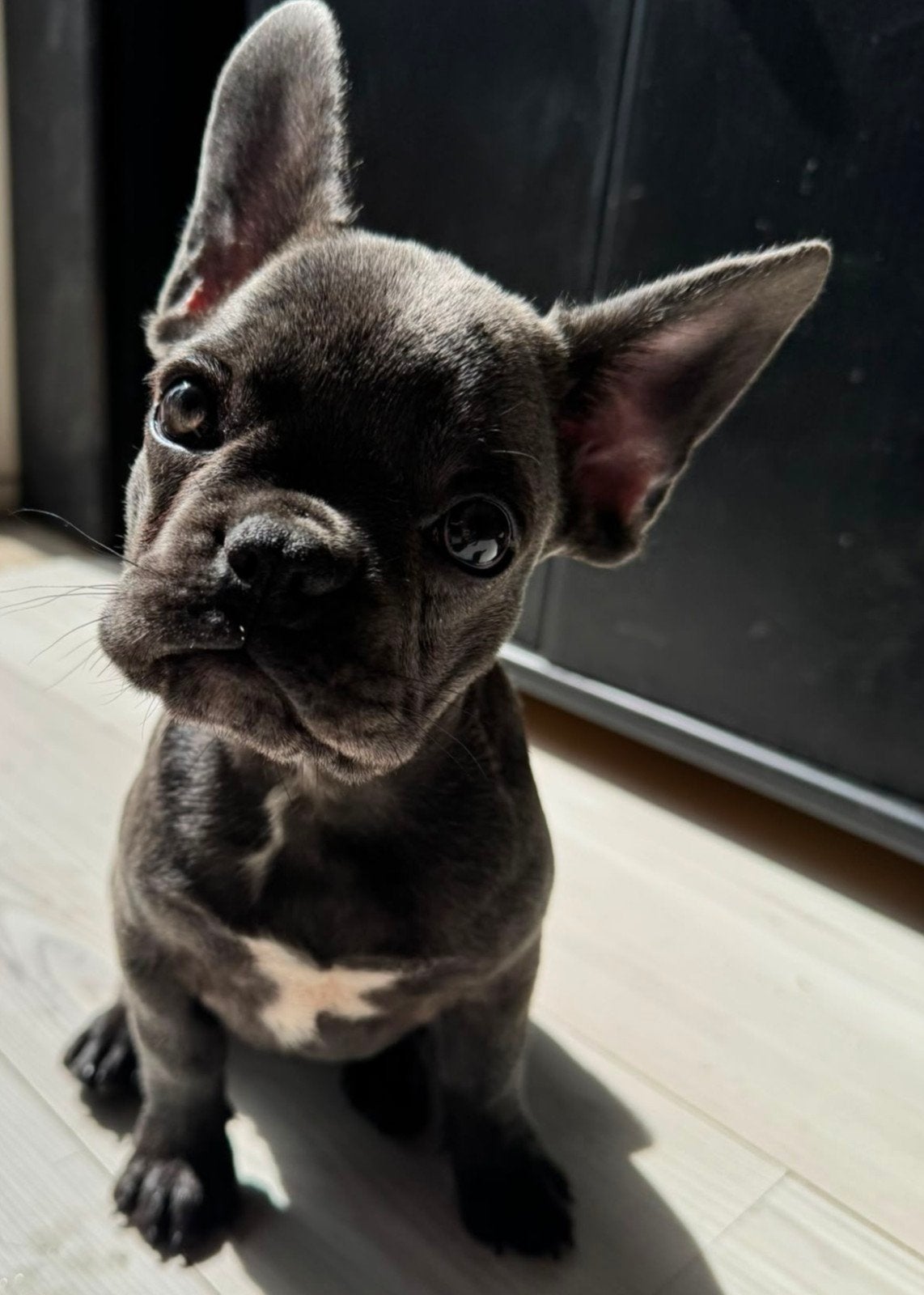 Franse bulldog. Beschikbaar teefje blauw gestroomd., 8 tot 15 weken, Bulldog, Meerdere, Meerdere dieren