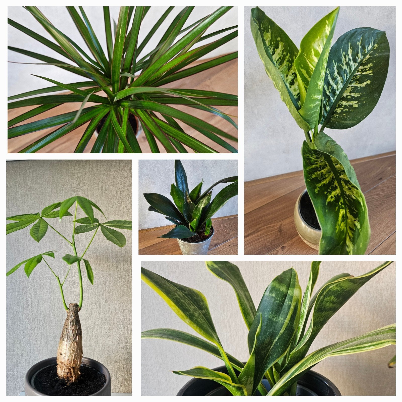 Set van 5 groene kamerplanten te koop, Ophalen, Overige soorten, Halfschaduw, In pot