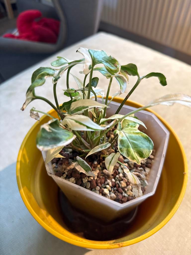 Zeldzame Syngonium podophyllum 'Starlight' op pon, Huis en Inrichting, Kamerplanten, Ophalen, Overige soorten, Halfschaduw, Minder dan 100 cm