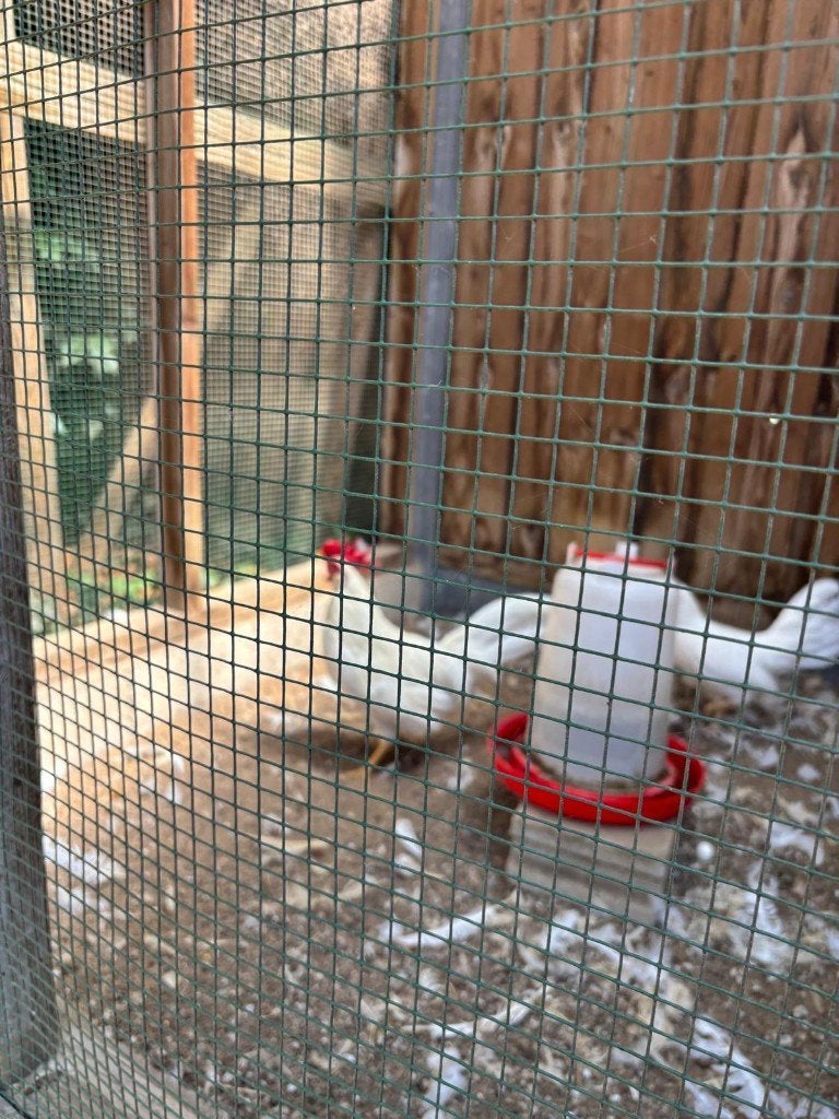 Leghorn kriel, Dieren en Toebehoren, Pluimvee, Kip, Meerdere dieren