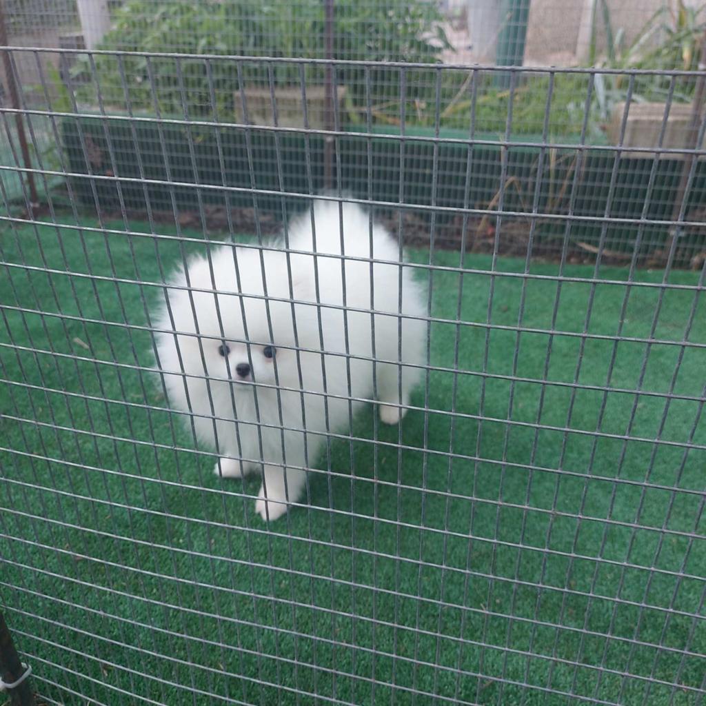 Pomeranian puppies vaccinated and chipped, Dieren en Toebehoren, Honden | Niet-rashonden, 8 tot 15 weken, Buitenland, Parvo, Meerdere