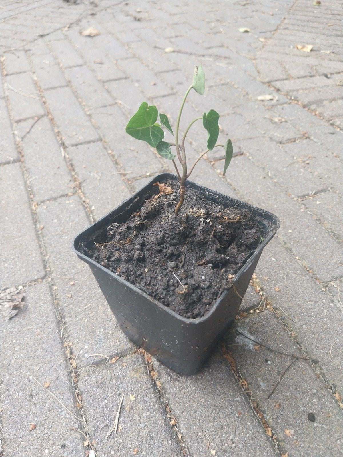 Klimop schutting Hedera Hibernica, Ophalen, Overige soorten, Haag, Minder dan 100 cm