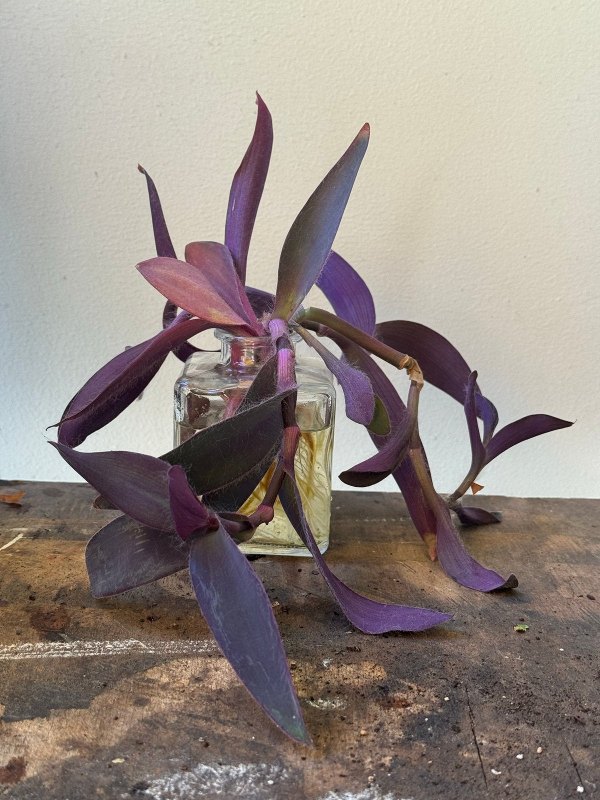 Tradescantia Purpurea stekjes - Paarse Passieplant, Tuin en Terras, Vaste plant, Bloeit niet, Halfschaduw, Ophalen