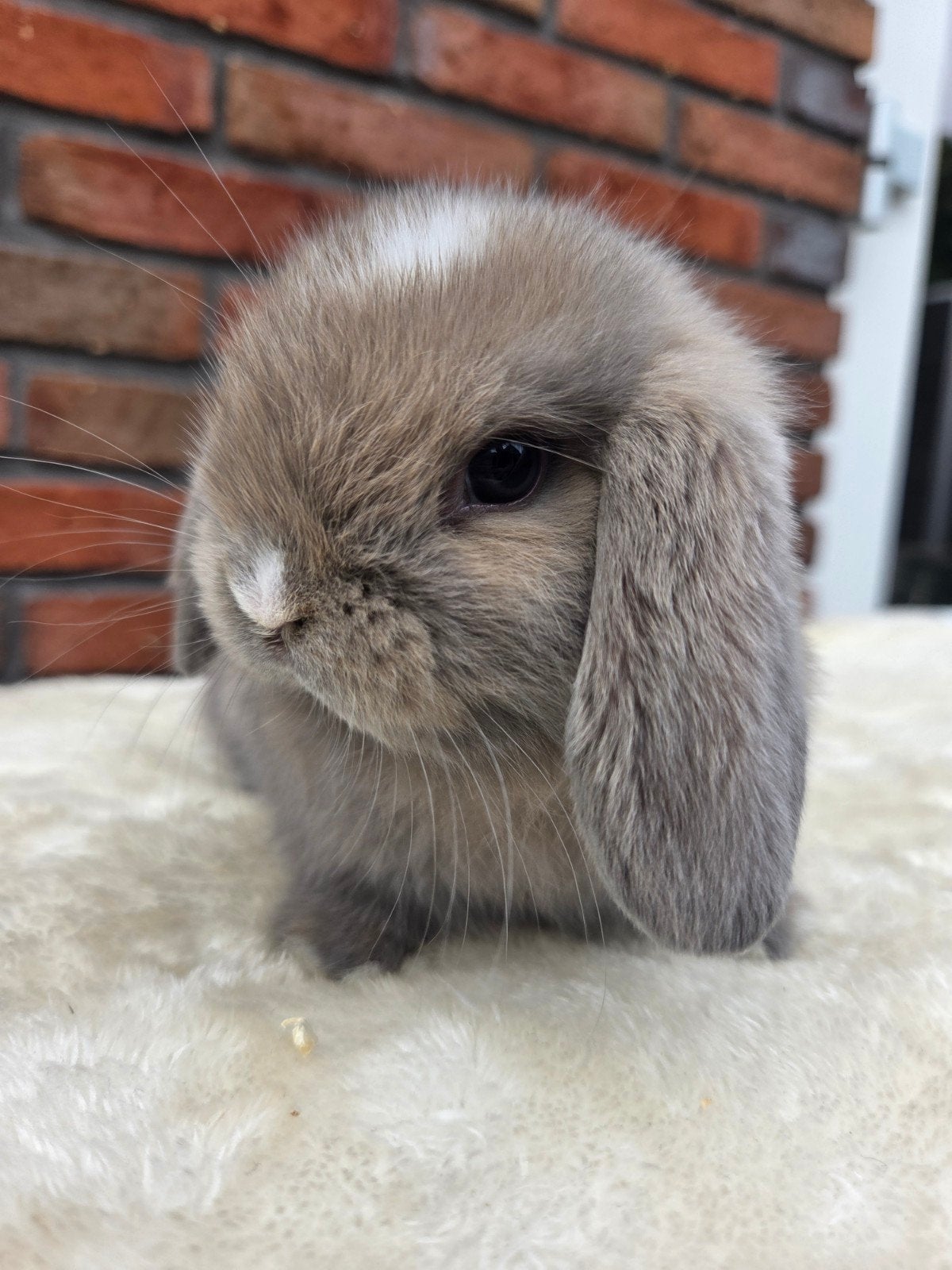 NHD x Minilop voedster, Dieren en Toebehoren, Vrouwelijk, Dwerg, Hangoor, 0 tot 2 jaar