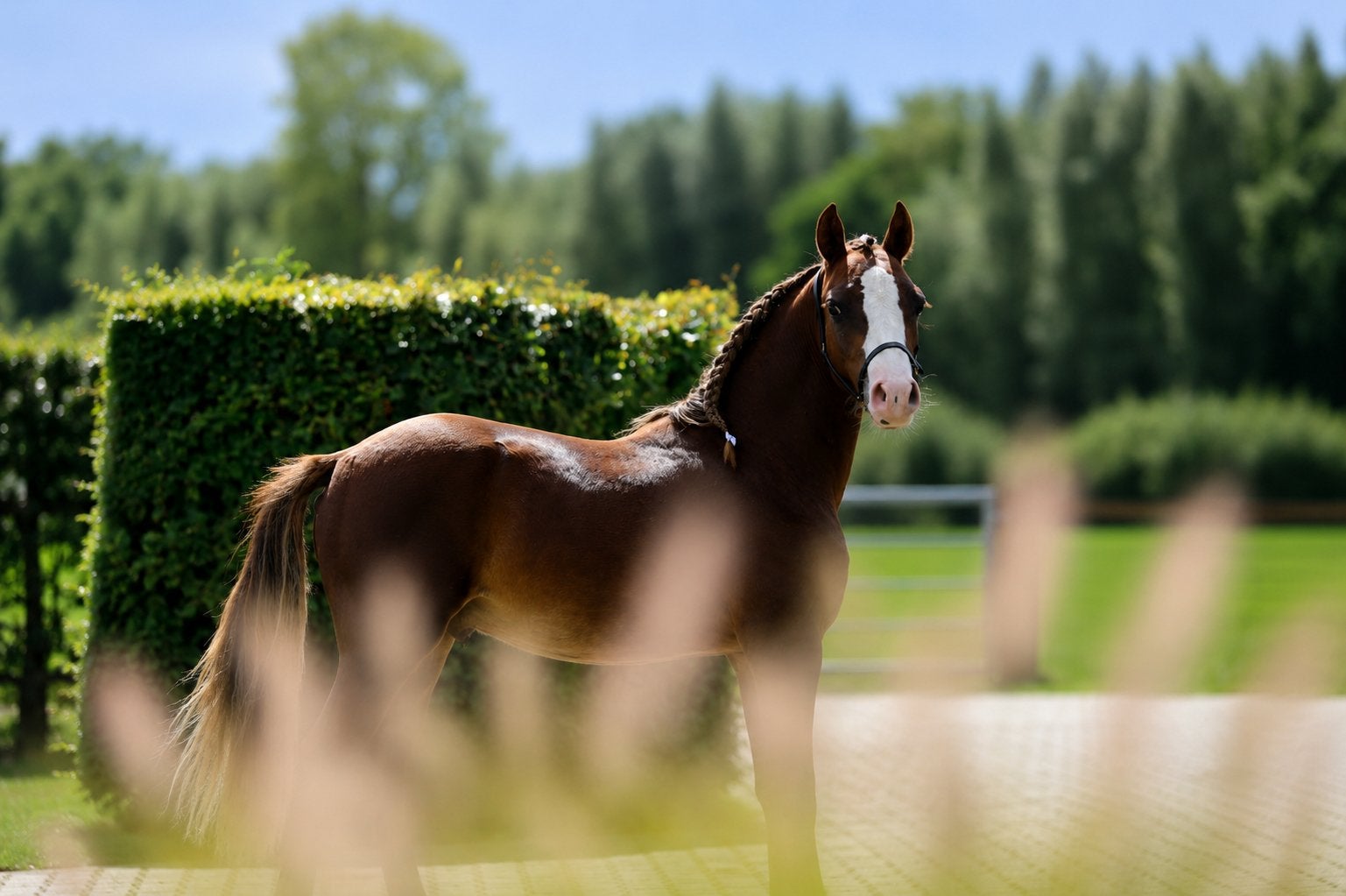 Blaenau Denver x Shamrock Backstage Imperial, 1jr hengst, Hengst, 0 tot 2 jaar