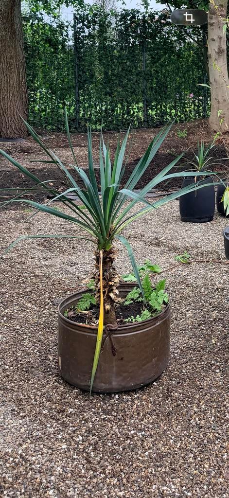 Yucca in koperen ketel, Tuin en Terras, Planten | Bomen, Bloeit niet, Halfschaduw, Overige soorten, Minder dan 100 cm