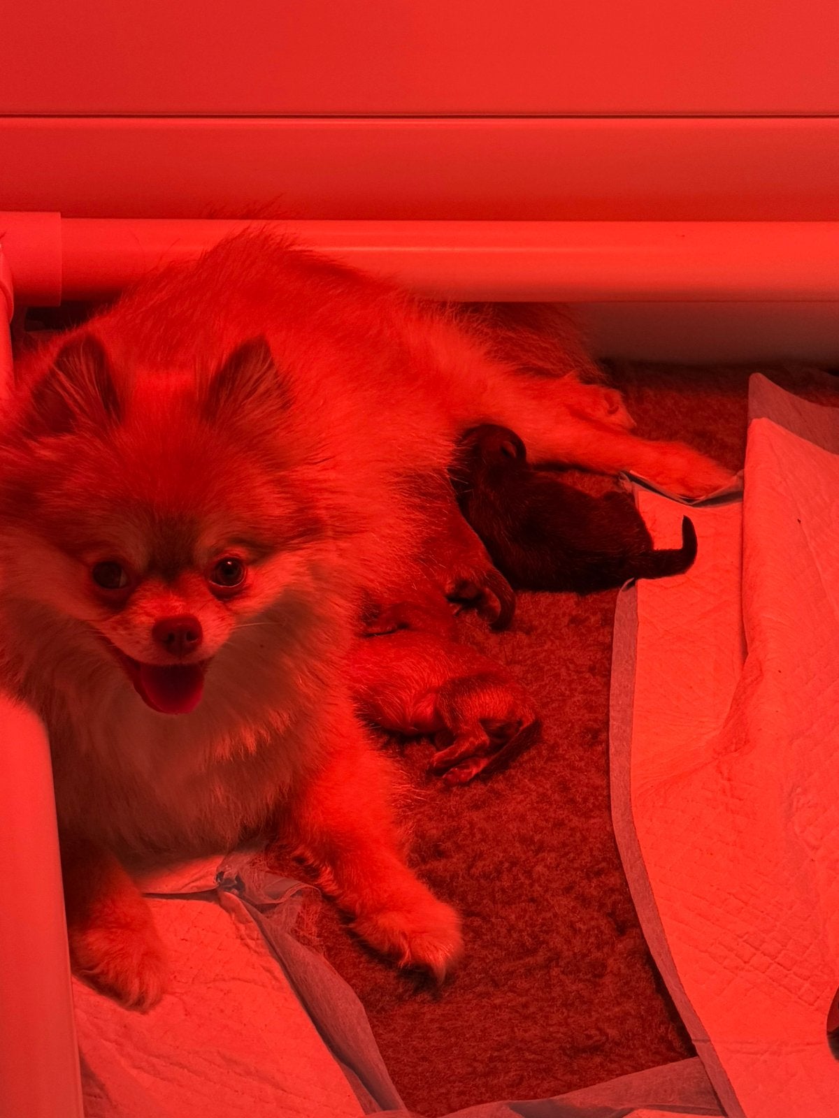 Prachtige pommeriaan pups, Keeshond, 8 tot 15 weken, Teef, Parvo
