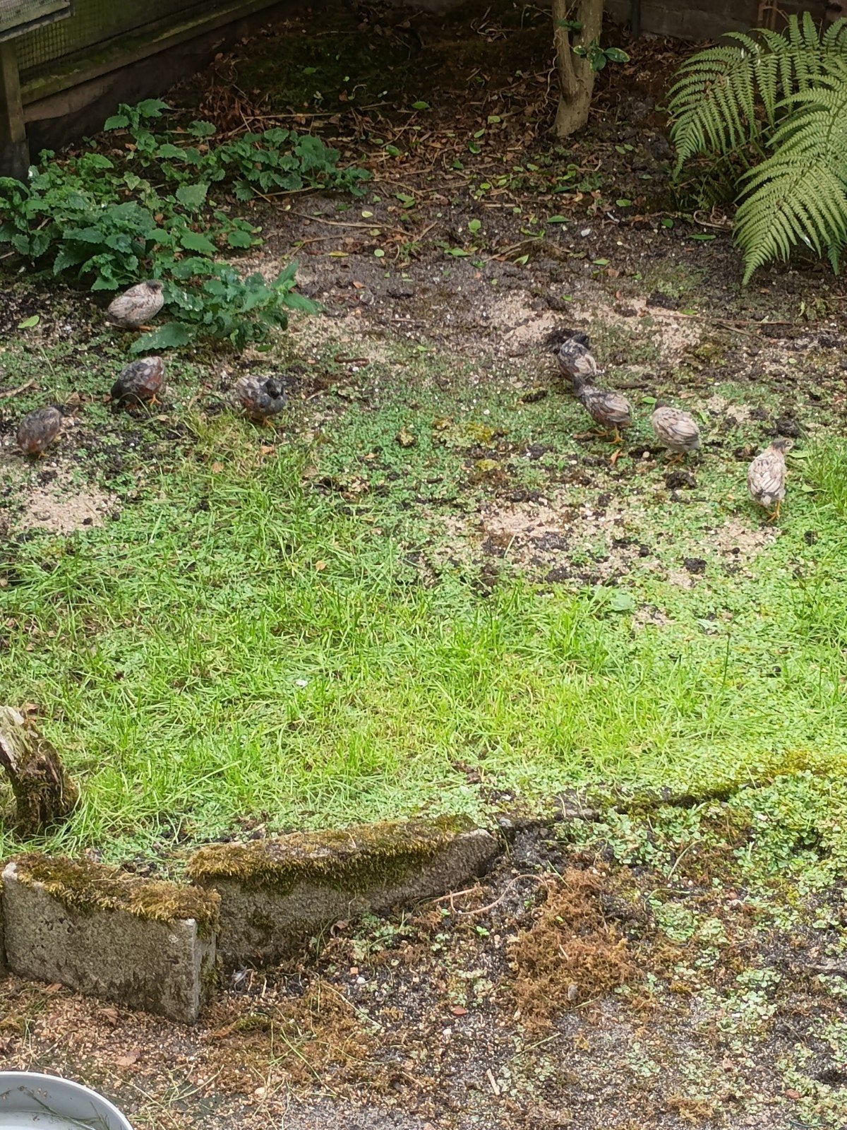 Chinese Dwergkwartels natuurbroed., Meerdere dieren