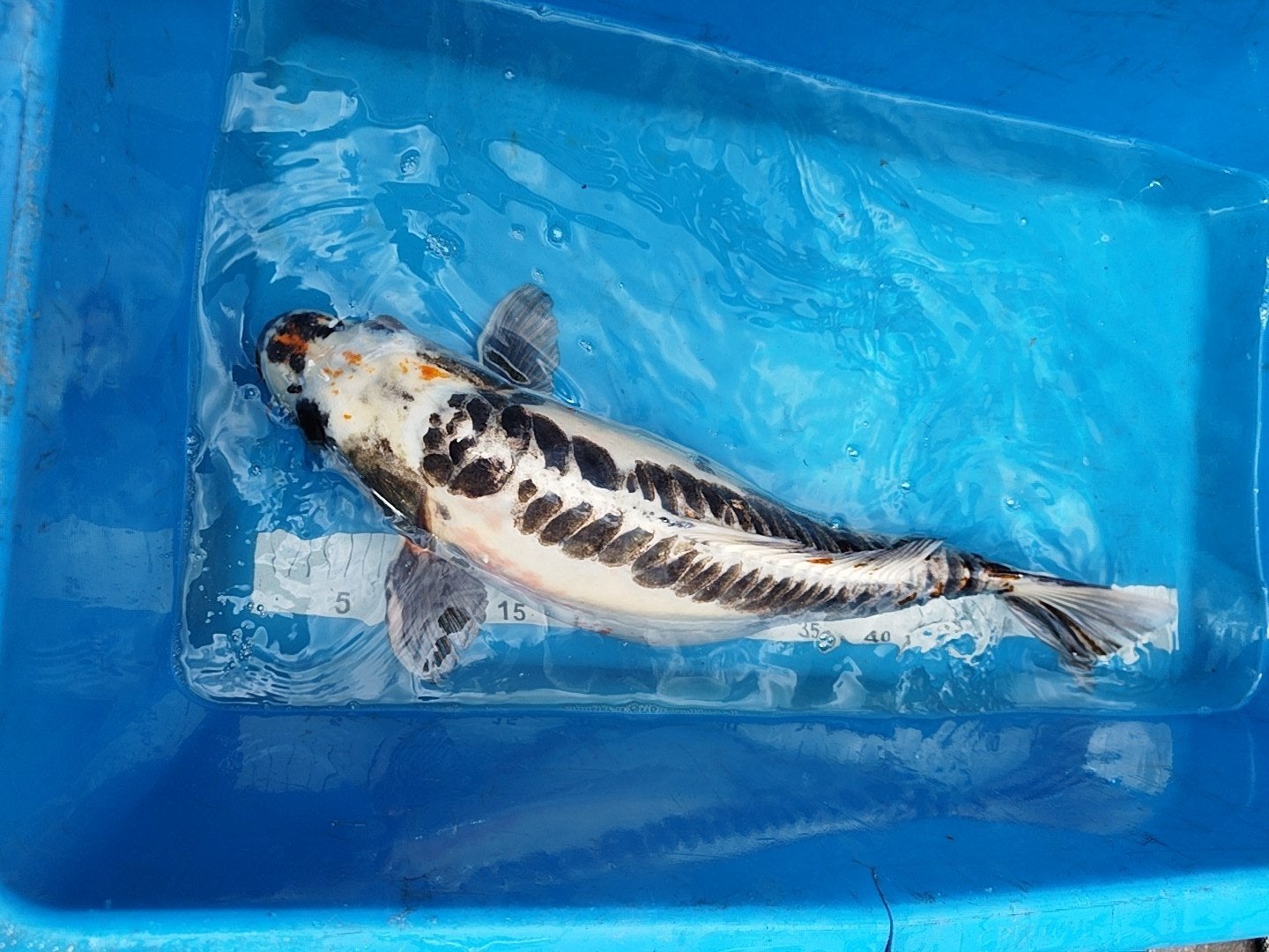 Koi karper Kumonryu / Doitsu Beni Kumonryu, Dieren en Toebehoren, Vissen | Vijvervissen