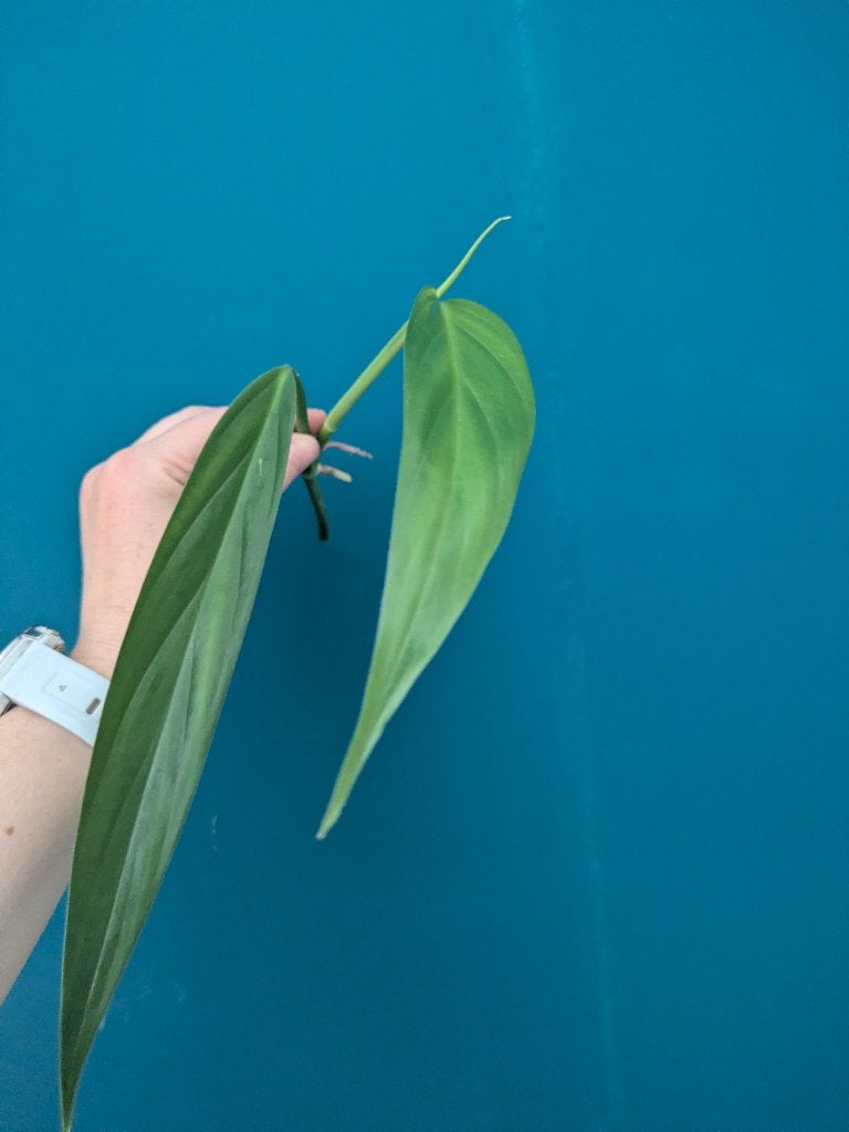 Epipremnum Amplissimum stek, Ophalen of Verzenden, Halfschaduw, Minder dan 100 cm