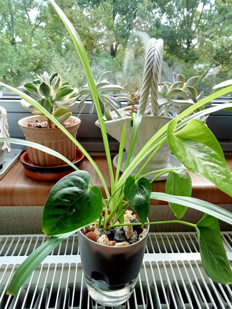 Anthurium en chlorophytum, Ophalen, Halfschaduw, Minder dan 100 cm