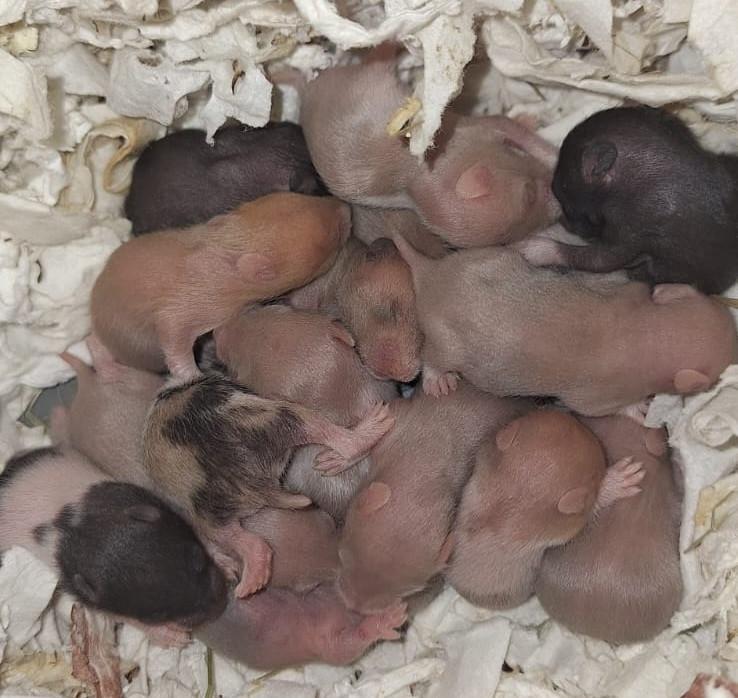 🐹Jonge Syrische hamster / goudhamsters: te reserveren 🐣, Hamster, Mei, Meerdere dieren, Tam