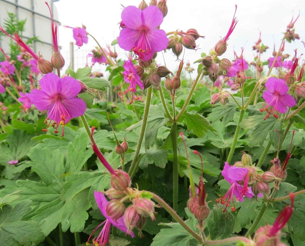 Vaste plant : Geranium macrorrhizum  2 euro, Tuin en Terras, Volle zon, Vaste plant, Zomer, Ophalen