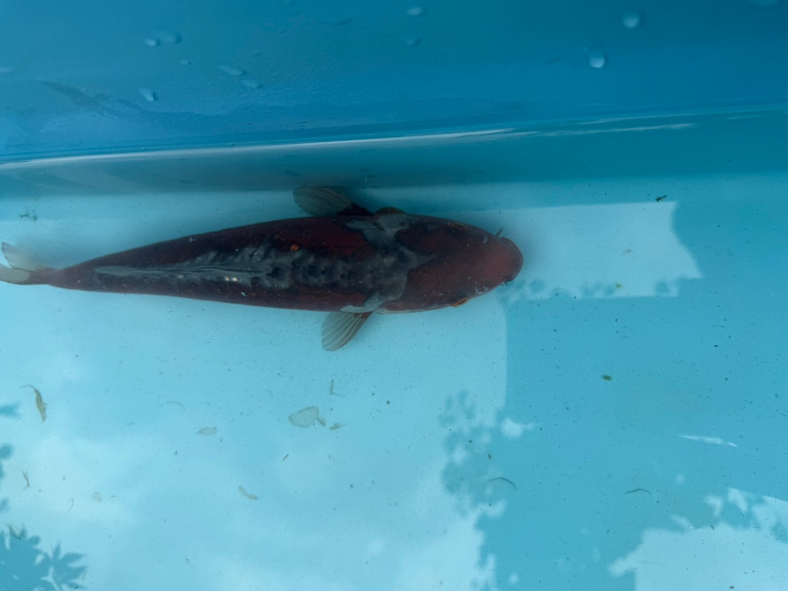 Doitsu Ochiba, Dieren en Toebehoren, Vissen | Aquariumvissen, Vis