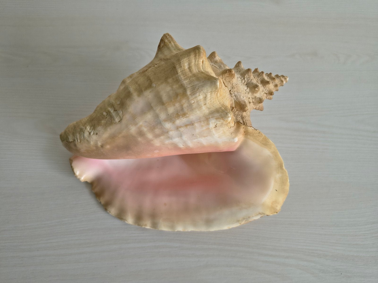 Koningnauwtje schelp Aliger Gigas, Ophalen of Verzenden, Schelp(en)