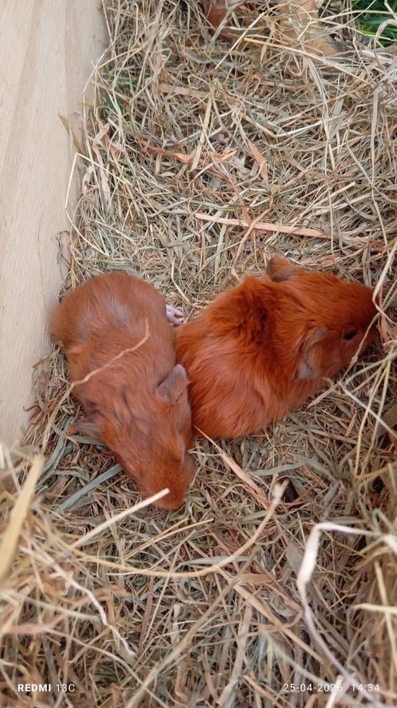 Cavias nieuw thuis, Dieren en Toebehoren, Cavia, April, Mannelijk, Tam