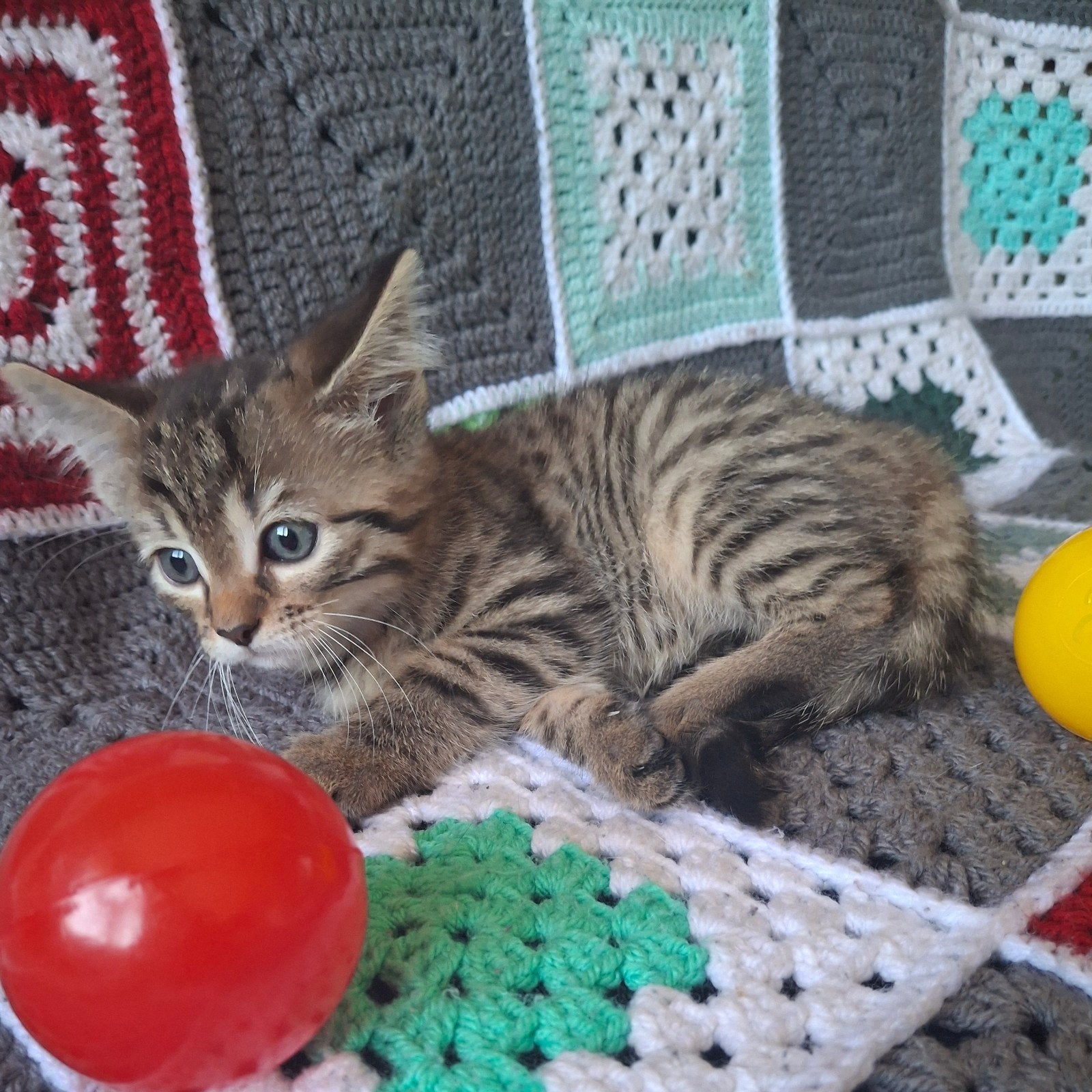 prachtige britse kittens 💖, Dieren en Toebehoren, Katten en Kittens | Overige Katten, Meerdere dieren, Kortharig, 0 tot 2 jaar