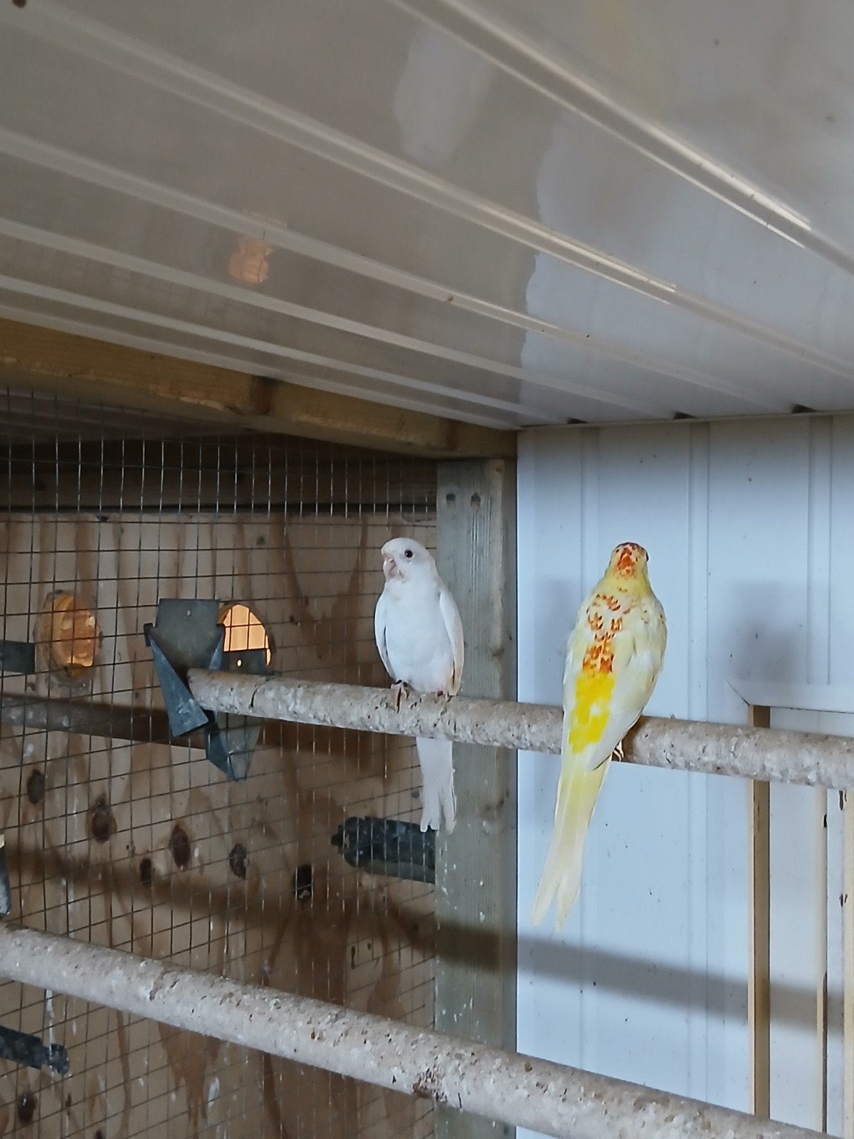 te koop een mooi koppel roodruggen, Dieren en Toebehoren, Meerdere dieren, Parkiet, Geringd