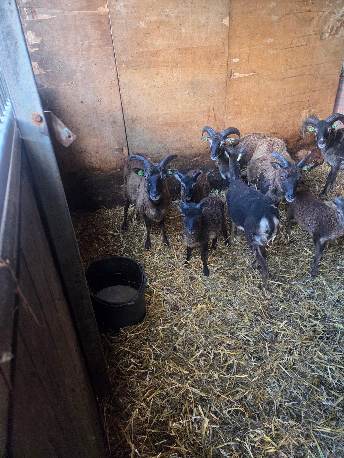 Te koop soaya schapen, Dieren en Toebehoren, Meerdere dieren, Schaap