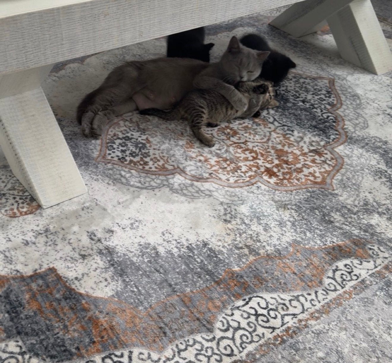 Britse Korthaar x Europese Korthaar kittens zoeken huisje., Dieren en Toebehoren, Katten en Kittens | Dekkaters, 0 tot 2 jaar