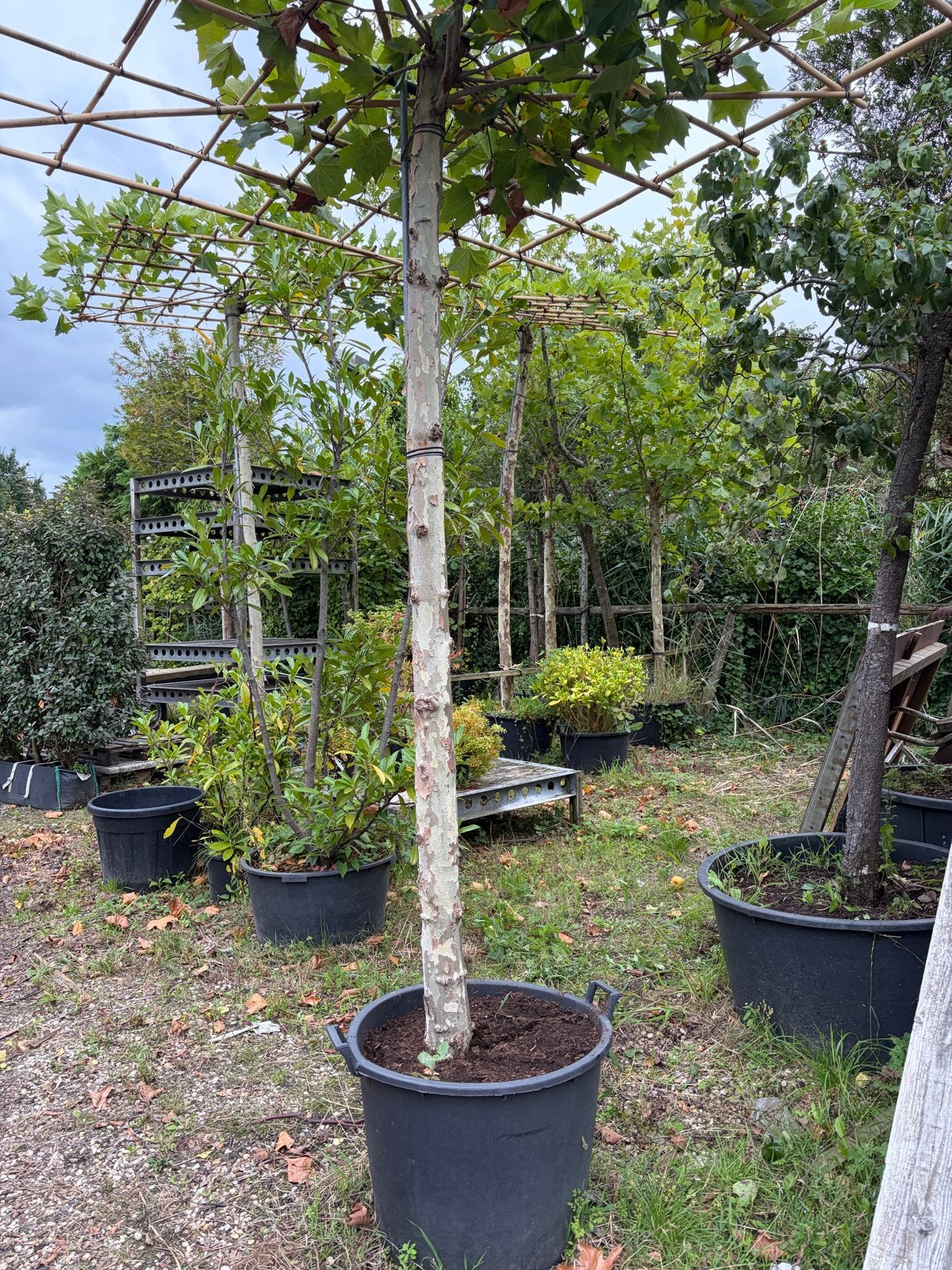 SALE Dak plataan met dikke stam en 240 cm stamhoogte, Tuin en Terras, Bloeit niet, Ophalen of Verzenden, 100 tot 250 cm, Dakboom